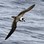 Storm Petrel